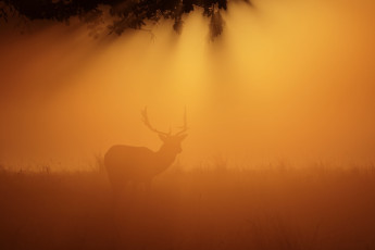Картинка животные олени ночь туман олень