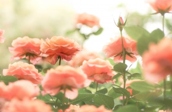 Картинка цветы розы природа лето цветение
