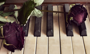 обоя музыка, -музыкальные инструменты, клавиши, цветок