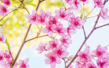 Картинка цветы сакура +вишня spring bloom cherry blossom sakura ветки цветение pink весна