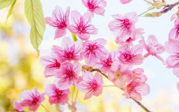 обоя цветы, сакура,  вишня, весна, bloom, cherry, pink, blossom, spring, sakura, цветение, ветки