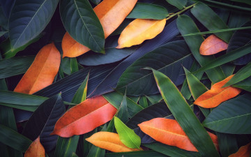 обоя природа, листья, фон, colorful, texture, background, leaves