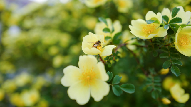 Обои картинки фото цветы, шиповник, ветка, фон, природа, сад, кусты, листья, насекомое, цветение, желтый, пчела, размытый, пчелка