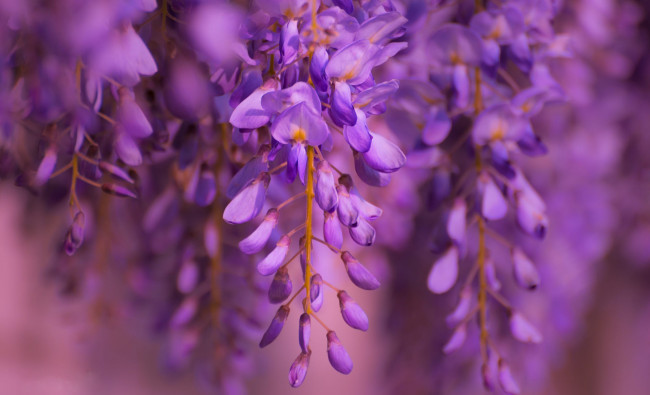Обои картинки фото цветы, глициния, лиловый