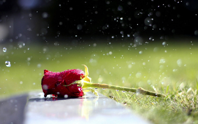 Обои картинки фото цветы, розы, дождь, капли, трава, красная, роза