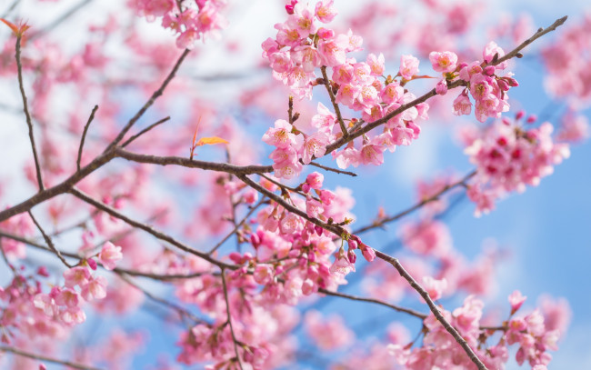 Обои картинки фото цветы, сакура,  вишня, sakura, ветки, blossom, spring, цветение, pink, cherry, bloom, весна