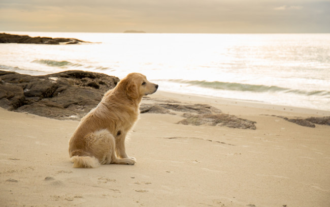 Обои картинки фото животные, собаки, labrador, seascape, retriever, пляж, лабрадор, beach, dog, golden, собака, summer, море, песок, ретривер, лето, sand, sea