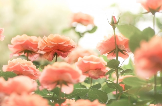 Обои картинки фото цветы, розы, природа, лето, цветение