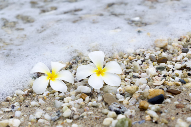 Обои картинки фото цветы, плюмерия, beach, галька, песок, sea, камни, summer, plumeria, море, волны, wave, пляж, sand, pebbles, лето