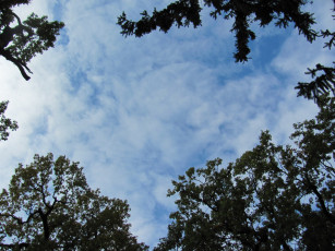 Картинка природа деревья небо