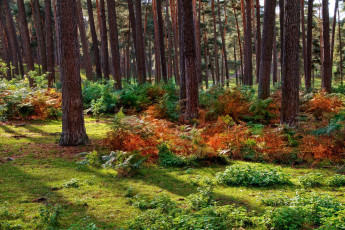 Картинка природа лес сосны папоротник