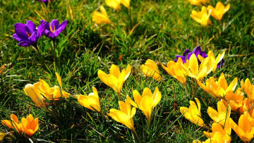 Картинка цветы крокусы желтые лиловые весна