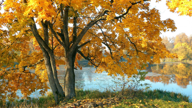 Обои картинки фото природа, реки, озера, река, клен, осень, листопад