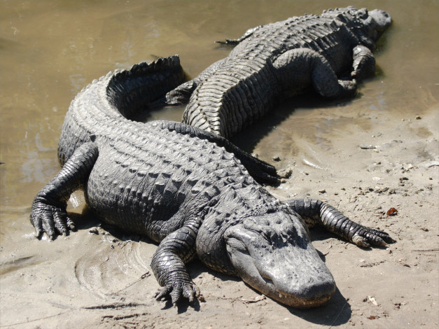 Обои картинки фото животные, крокодилы