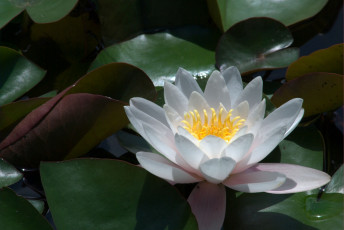 Картинка цветы лилии водяные нимфеи кувшинки лепестки белый вода