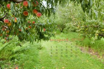 обоя календари, природа, сад, деревья, персики