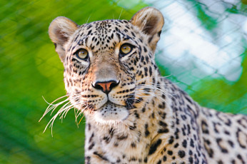 Картинка животные леопарды хищник кошка