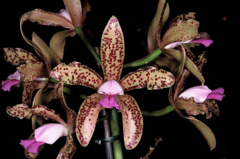 Картинка цветы орхидеи лепестки экзотика