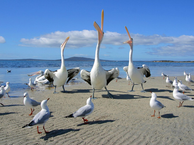 Обои картинки фото базар, животные, птицы, чайки, пеликаны, пляж