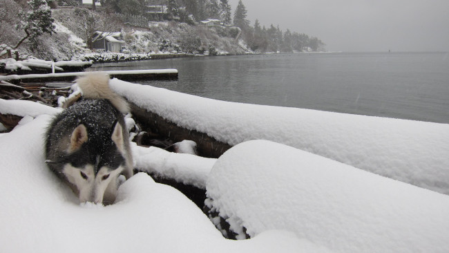 Обои картинки фото животные, собаки, озеро, снег, собака