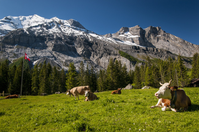 Обои картинки фото животные, коровы, буйволы, горы, луг, швейцария, switzerland