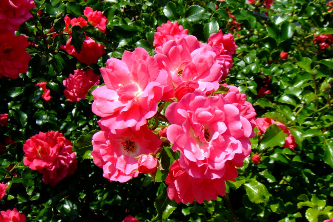 Обои картинки фото цветы, розы, чайные