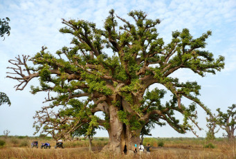 Картинка природа деревья ствол крона саванна дерево баобаб