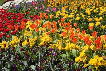 Картинка цветы разные вместе нарциссы весна тюльпаны