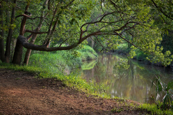 Картинка природа реки озера ветки вода дерево