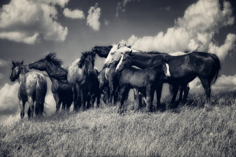 Картинка животные лошади кони табун луг облака чёрно-белая