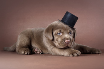 Картинка животные собаки шоколадка цилиндр лабрадор щенок