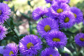 Картинка цветы астры татарские фиолетовый