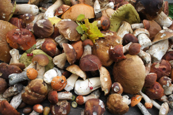 Картинка еда грибы грибные блюда боровики богатство