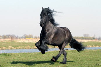 Картинка животные лошади вороной красавец