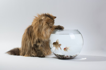 Картинка животные разные вместе шерсть рыбки аквариум наблюдатель