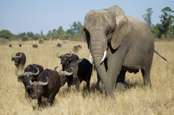 обоя животные, разные, вместе, слон, буйволы