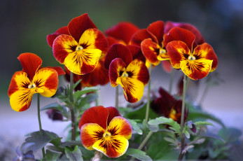 Картинка цветы анютины глазки садовые фиалки виола фиалка трёхцветная