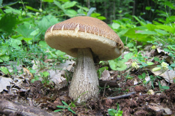 Картинка природа грибы трава листья гриб