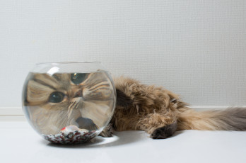 Картинка животные коты наблюдатель увеличение аквариум