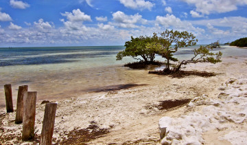 Картинка miami florida природа побережье горизонт облака деревья сваи пляж океан