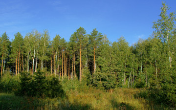 Картинка природа лес небо сосны