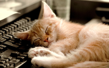 Картинка животные коты кот клавиатура
