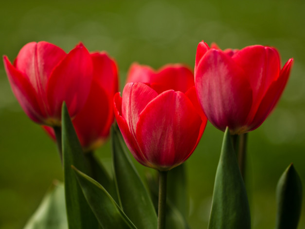 Обои картинки фото цветы, тюльпаны, макро, бутоны