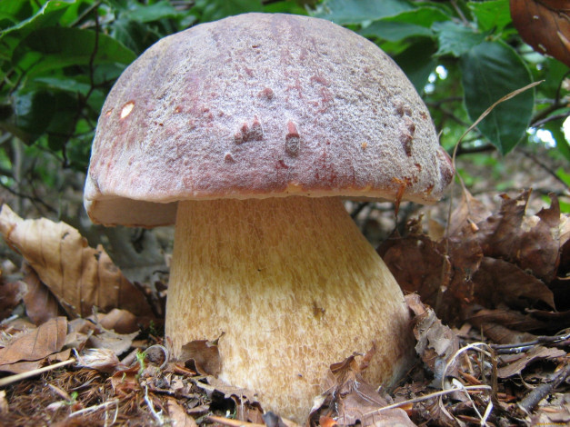 Обои картинки фото природа, грибы, гриб, листья, трава