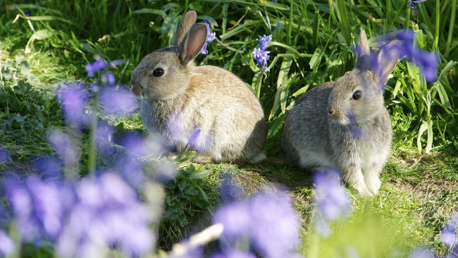Обои картинки фото животные, кролики, зайцы, парочка, боке