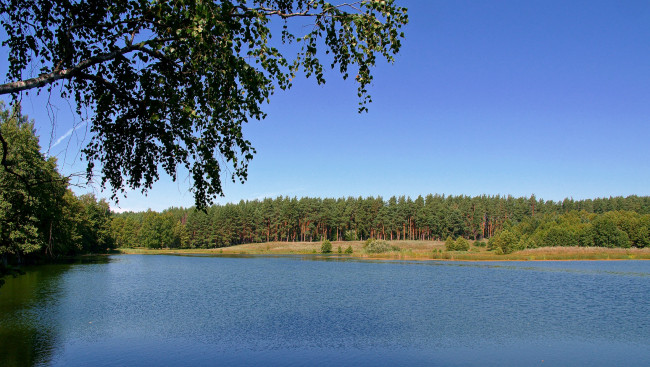 Обои картинки фото природа, реки, озера, сосны, лес, небо, озеро