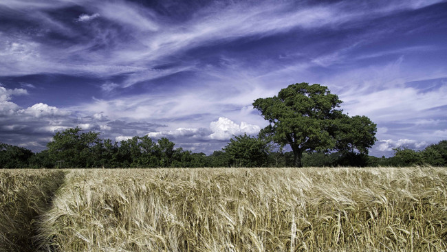 Обои картинки фото west, sussex, england, природа, поля, деревья, колосья, англия, западный, суссекс