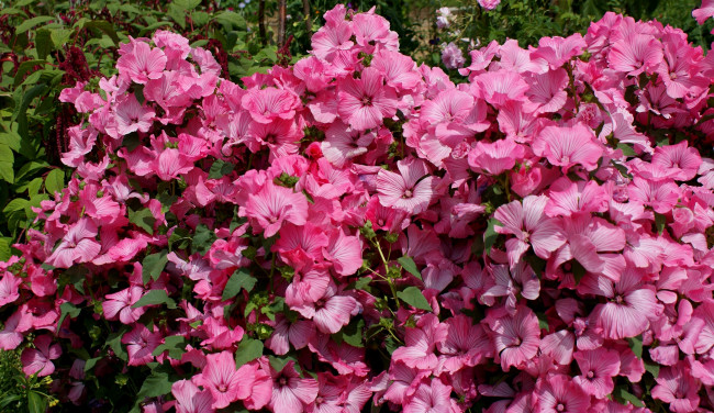 Обои картинки фото цветы, лаватера, розовый