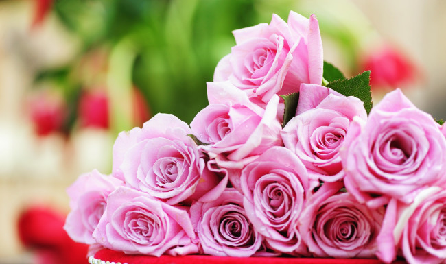Обои картинки фото цветы, розы, бутоны