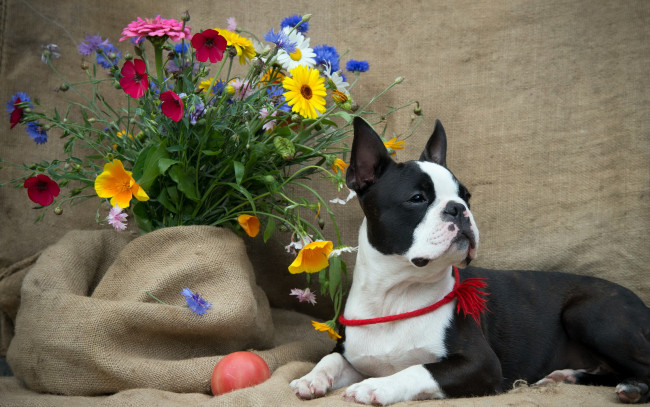 Обои картинки фото животные, собаки, цветы, бостон-терьер